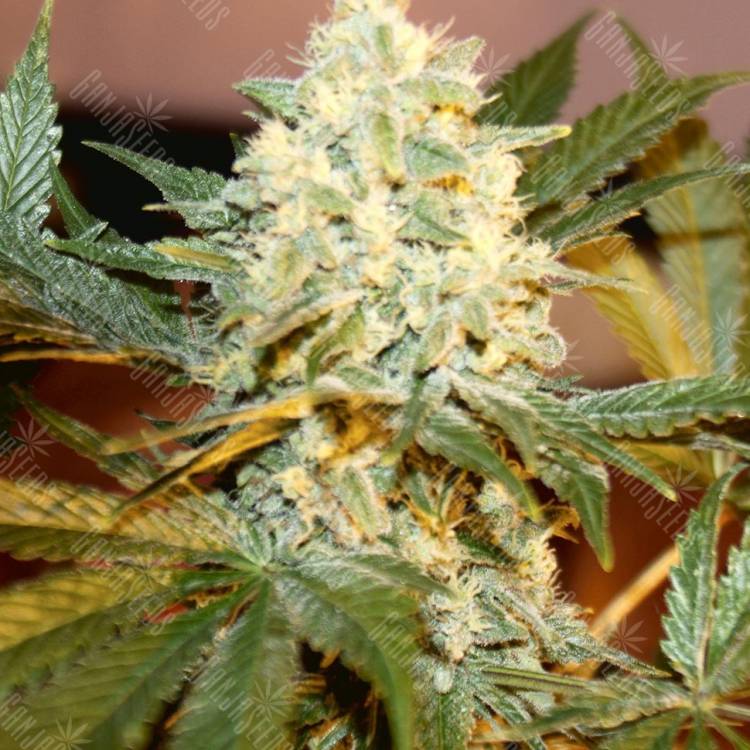 семена конопли в оригинальных упаковках White Rhino regular Ganja Seeds семена конопли в оригинальных упаковках White Rhino regular Ganja Seeds