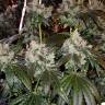 семена конопли в оригинальных упаковках Dr. Grinspoon feminised Barneys Farm