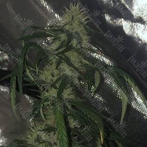 Papaya regular Nirvana Seeds