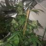 заказ семян конопли Papaya regular Nirvana Seeds заказ семян конопли Papaya regular Nirvana Seeds