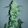 семена конопли в России Auto Crystal Candy feminised Sweet Seeds