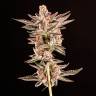 Семена конопли Do-Sweet-Dos feminised Ganja Seeds недорого Семена конопли Do-Sweet-Dos feminised Ganja Seeds недорого