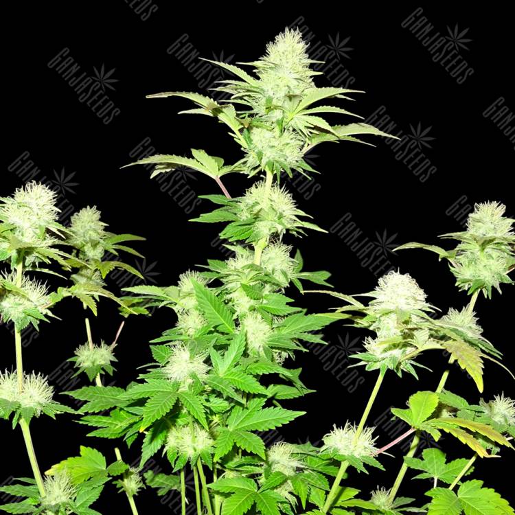 семена конопли феминизированные Hindu Kush x White Russian feminised