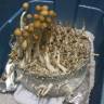 споровая взвесь Z-strain споровая взвесь Z-strain