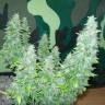 семена конопли скороспелый купить Auto Great White feminised