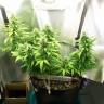 семена конопли дешево Auto Great White feminised