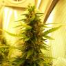 семена индийской конопли Auto Great White feminised