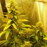 мощные семена конопли Auto Great White feminised