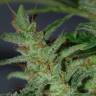 заказ семян конопли Auto Kalashnikova feminised Green House Seeds