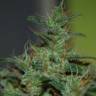 где заказать семена конопли Auto Kalashnikova feminised Green House Seeds