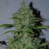 семена конопли Auto Kalashnikova feminised Green House Seeds