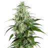 семена конопли наложенным платежом Auto Kalashnikova feminised Green House Seeds
