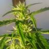 семена конопли почтой Auto Kalashnikova feminised Green House Seeds