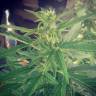 заказать качественные семена конопли Auto Kalashnikova feminised Green House Seeds