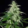 купить семена конопли Auto Kalashnikova feminised Green House Seeds