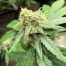 Auto Lemon Sativa feminised RuSeeds Auto Lemon Sativa feminised RuSeeds