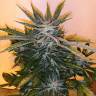 семена конопли недорого White Russian x White widow (Russian Widow) regular Ganja Seeds