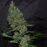 семена конопли гидропоники White Widow x The Ultimate regular Dutch Passion Seeds