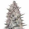 семена конопли почтой Holy Punch feminised Green House Seeds семена конопли почтой Holy Punch feminised Green House Seeds