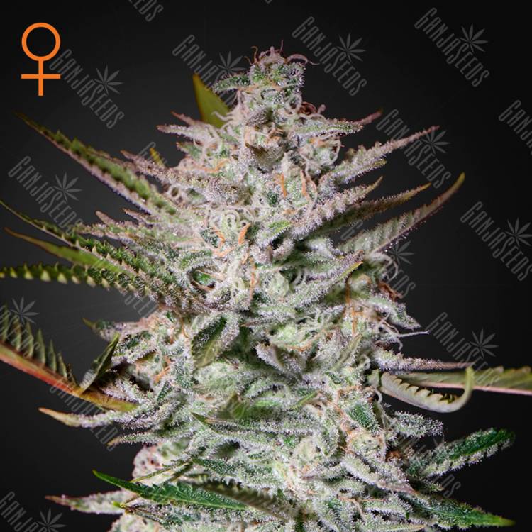 семена конопли наложенным платежом Holy Punch feminised Green House Seeds семена конопли наложенным платежом Holy Punch feminised Green House Seeds