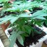 заказ семян конопли Москва Super OG Kush feminised Kannabia Seeds заказ семян конопли Москва Super OG Kush feminised Kannabia Seeds