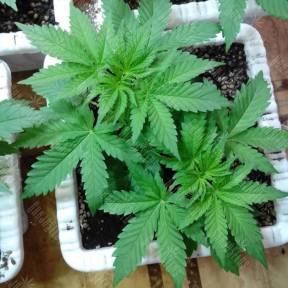 Super OG Kush feminised Kannabia Seeds