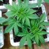 семена конопли Россия Super OG Kush feminised Kannabia Seeds семена конопли Россия Super OG Kush feminised Kannabia Seeds