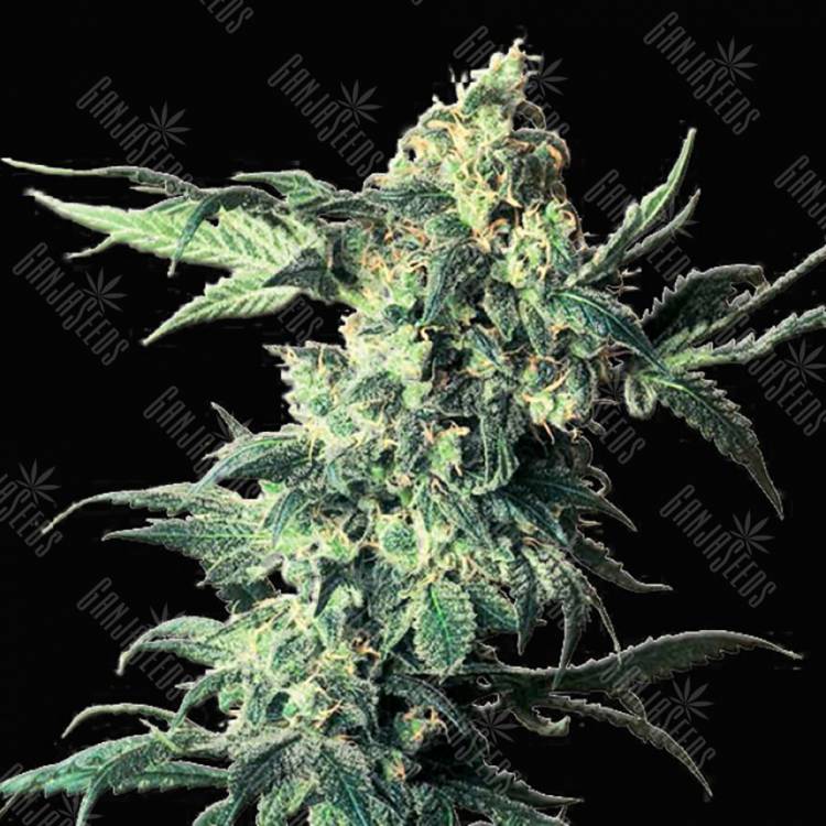 семена конопли Россия Northern Vip feminised VIP Seeds семена конопли Россия Northern Vip feminised VIP Seeds