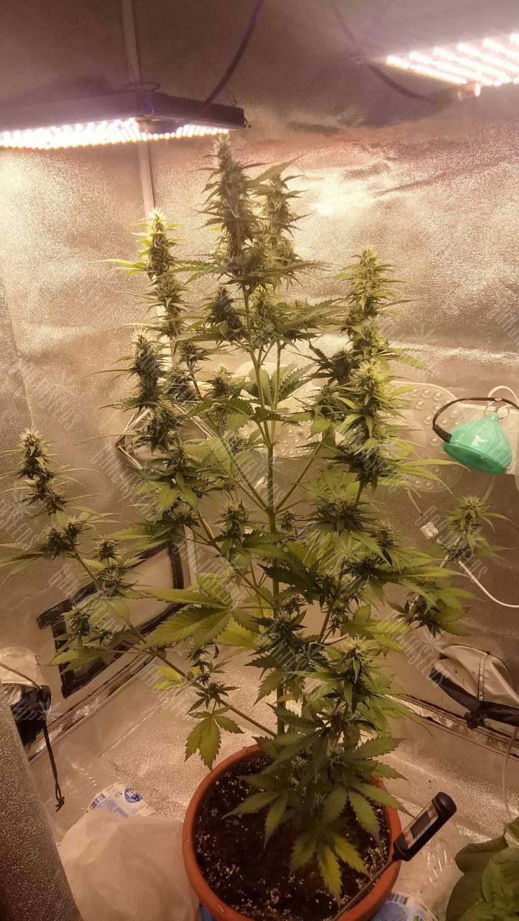 auto Opium от GS