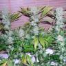 семена индийской конопли Auto Northern Lights feminised