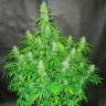 семена конопли индика Auto Northern Lights feminised