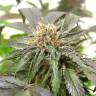 семена конопли элитных сортов Purple Kush feminised