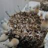 купить отпечатки псилоцибиновых грибов Спб Albino A+ купить отпечатки псилоцибиновых грибов Спб Albino A+