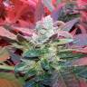 семена конопли феминизированные Auto Haze 2.0 feminised