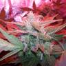 качественные семена конопли Auto Haze 2.0 feminised