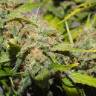 семена сортовой конопли Top Skunk 44 feminised
