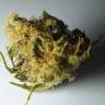 семена конопли феминизированные Top Skunk 44 feminised