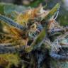 качественные семена конопли Top Skunk 44 feminised