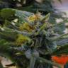 урожайные семена конопли Top Skunk 44 feminised