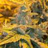 конопля семена сорта заказать Auto Northern Lights feminised Green House Seeds