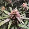 Auto Pineapple feminised RuSeeds Auto Pineapple feminised RuSeeds