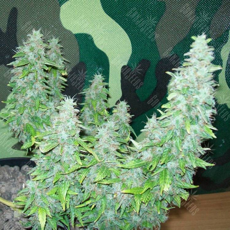 семена конопли курьером Auto Great White regular