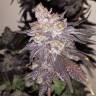 семена конопли недорого Gorilla Zkittlez feminised Barneys Farm семена конопли недорого Gorilla Zkittlez feminised Barneys Farm
