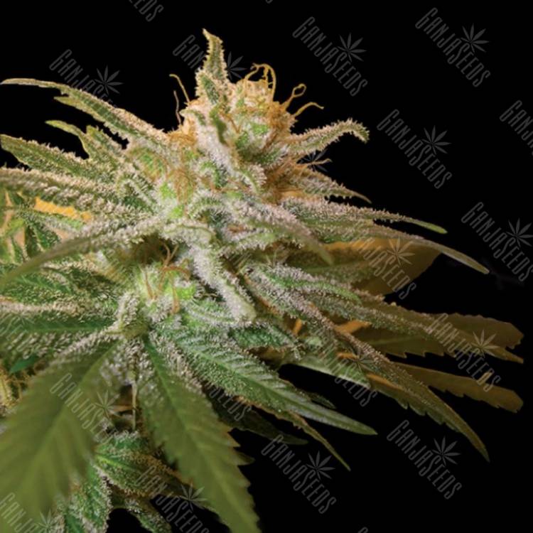 урожайные семена конопли Kushberry feminised DNA Genetics