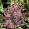 семена конопли в России Auto Black Haze feminised Exotic Seed