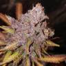 семена конопли Москва Auto Black Haze feminised Exotic Seed