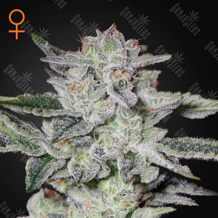 семена конопли курьером Sweet Valley Kush feminised Green House Seeds семена конопли курьером Sweet Valley Kush feminised Green House Seeds