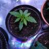 хорошие семена конопли Thai Fantasy feminised Kannabia Seeds хорошие семена конопли Thai Fantasy feminised Kannabia Seeds