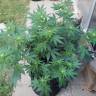 семена конопли курьером Raspberrry Cough regular Nirvana Seeds