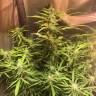 семена конопли в оригинальных упаковках Auto Royal Cookies feminised Royal Queen